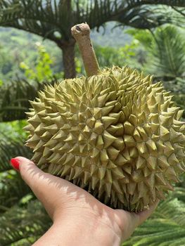 Pa La u Monthong Durian Thailand