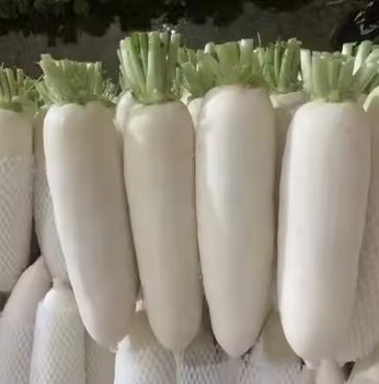 white radish Color White Texture Crisp, Juicy Weight 0.5–2kg Per Piece Origin Premium Planting Areas In China Logistics Reliable Cold-chain Logistics - TIANJIN WENJIANG TECHNOLOGY CO., LTD.  - China
