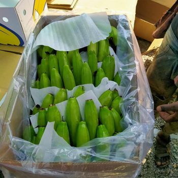 Cavendish Banana – product photo, Fresh Cavendish Bananas products found from trusted suppliers, wholesalers, manufacturers & exporters Listing