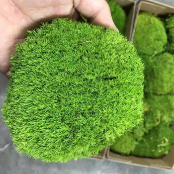 Wholesale Moss Poles Plant Moss Pole Stabilize Preserved Mood Moss - Taojue(Zhuhai)Technology Co., Ltd - China