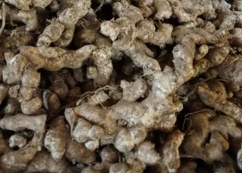 FRESH ELEPHANT GINGER FROM INDONESIA - HIGH QUALITY ORGANIC SPICES FOR WHOLESALE EXPORT - Elzam - Indonesia