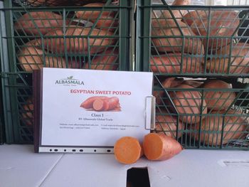 Fresh Egyptain Sweet Potato Organic No Freshness Level Fresh - Albasmala Global Trade - Egypt
