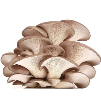 Wholesale buyers frozen oyster mushroom of price Style FROZEN Content SAME Address CHINA Ingredients NO Manufacturer SD Taste - Xiamen Sharp Dragon International Trading Co.,Ltd - China