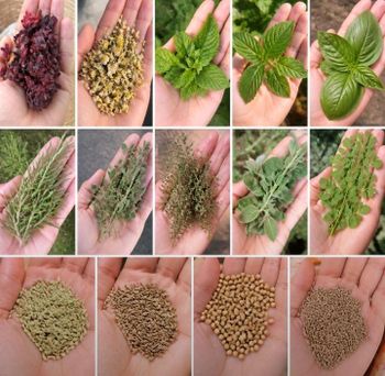 Herbs - species - HM Herbs - Egypt