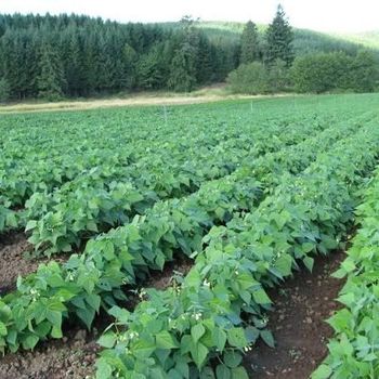 Sugar beans from Ramshava the farm Sugar beans - Ramshava the farm - South Africa
