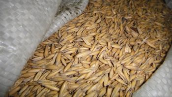 Bread wheat grains Max. Moisture (%) 14% - Onyx - Russian Federation