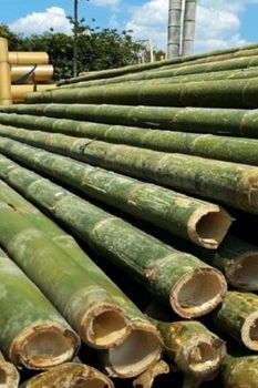 Bamboo from KAREEM GENERAL TRADING COMPANY LTD Bamboo - KAREEM GENERAL TRADING COMPANY LTD - Nigeria