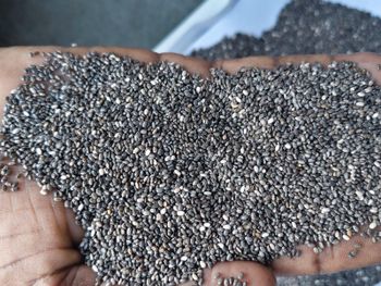 Chia Seed - NEEMUCH AGROTECH - India
