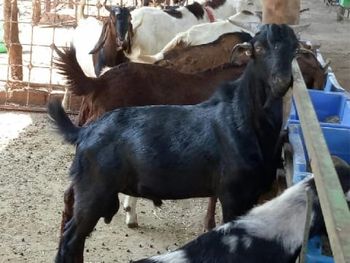 Live Goats - Am star group trading plc - Ethiopia
