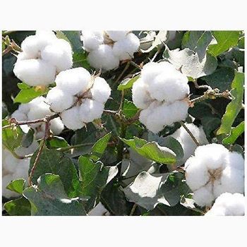 Raw Cotton Fibre Buyers - Wholesale Manufacturers, Importers, Distributors and Dealers for Raw Cotton - MFD AGRICULTURE LTD - United Kingdom
