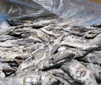 +16 horse makarel frozen fish Freshness Level Frozen - Mwalundilange Investments - Namibia