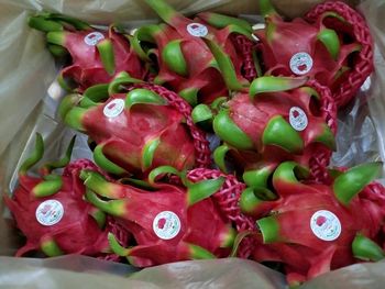 Red Dragon Fruit - Cong ty TNHH Vinafruit Oishi - Vietnam
