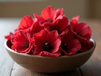 Hibiscus (Roselle) - Savannah Source Global Trade Ltd - Kenya