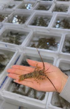 Sand & Pearl Lobster from PT Terang Segara Nusantara Sand & Pearl Lobster - PT Terang Segara Nusantara - Indonesia