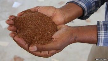 Red Teff Grain - Sheba farm - Ethiopia
