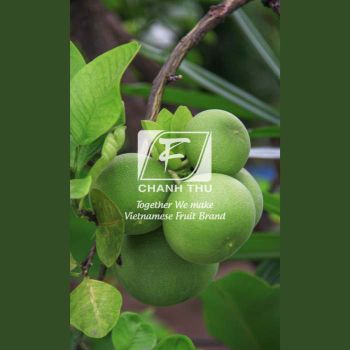 Fresh Pomelo Wholesale Slightly Sour And Less Seed Pomelo Fruit Fresh Pomelo Red/White Meat For Export - CHANH THU EXPORT AND IMPORT FRUIT COMPANY LIMITED - Vietnam
