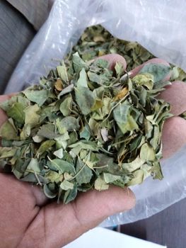 Dried Moringa Leaf TBC - ADEPT IMPEX PVT LTD - India
