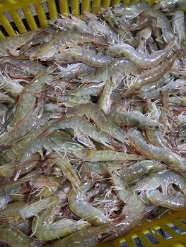 Shrimp - Arsin Pole Asia - Iran