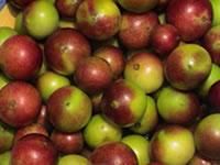 Camu Camu C++ Concentrated Fruit Powder 30:1 Stability Stable Vitamin C Raw Food Quality Raw Food Quality Product Form Concentrated Whole Fruit - UHTCO Corporation GmbH - Austria