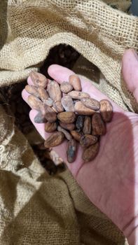 Raw Cocoa Beans - The Cocoa Table - United Kingdom