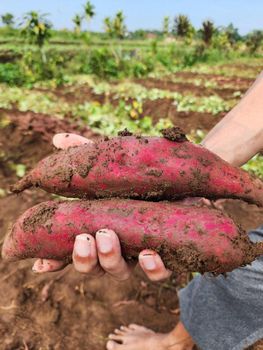 Fresh Red-Skinned Yellow Inside Yam Style Fresh Certification Certificate of Analysist Packaging 20kgs packaging in food-grade - PT Mari Kita Segarkan - Indonesia