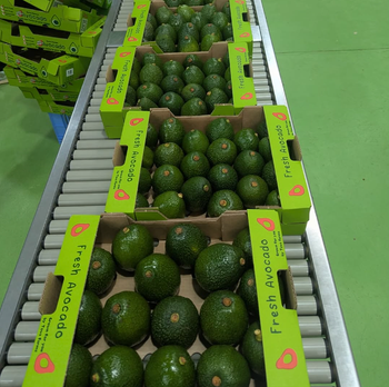 New Harvest –Healthy Avocados | New Zealand Origin (24 Pieces per Box),High Quality Fresh Avocado - Sosa Merchant Solutions - Austria