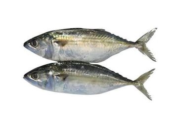Frozen Horse Mackerel / Frozen Sardine Fish Grade A Origin Thailand Model Number Dx0125 Type fish and frozen Shelf Life 12–24 Months - W&E HOLDING BV - Netherlands
