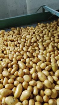 Fresh Potato from Al Shams Imran Shah And Co Fresh Potato - Al Shams Imran Shah And Co - Pakistan