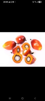 Palm Kernel nuts from Amir Palm Kernel nuts - Amir - Iran