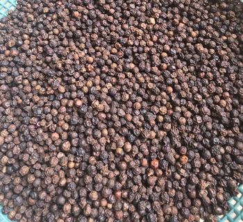 Papper Seeds from Apexion Papper Seeds - Apexion - Sri Lanka