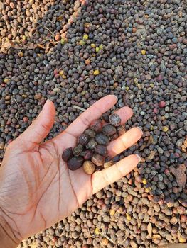 Robusta Coffee – product photo, Roasted Robusta Coffee products found from trusted suppliers, wholesalers, manufacturers & exporters Listing