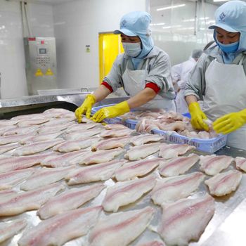 2022 Wholesale for Fresh and frozen IQF basa, pangasius fish From Vietnam from TANIS IMPORT & EXPORT COMPANY LIMITED 2022 Wholesale for Fresh and frozen IQF basa, pangasius fish From Vietnam - TANIS IMPORT & EXPORT COMPANY LIMITED - Vietnam