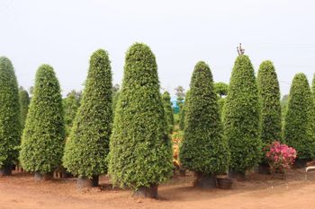 Ficus Topiyaris Plants - Vijaya Durga Nursery Gardens - India