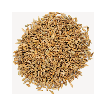 Pure rye grain wholesale in bulk bags for international buyers - MASI TRADING GMBH - Germany