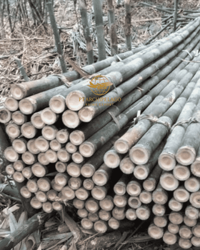 bamboo pole / green bamboo from Pt Archipelago Prime Export bamboo pole / green bamboo - Pt Archipelago Prime Export - Indonesia