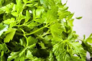 Product - CANNAMELA DIV. DI BONOMELLI SRL - Global