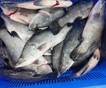 Farmed Barramundi Organic Yes Freshness Level Fresh Catch Method Aquaculture from Your Daily Foods Farmed Barramundi Organic Yes Freshness Level Fresh Catch Method Aquaculture - Your Daily Foods - Sri Lanka