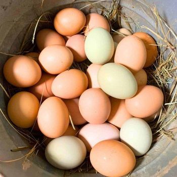 Farm-fresh Hatching Eggs From Customized for Global Agricultural Markets For Sale - TRADECENTRIC LLC - United States
