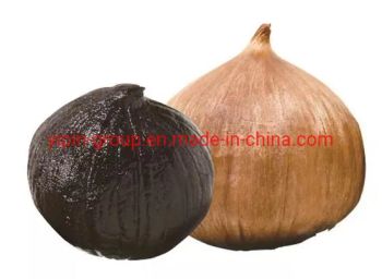 Price of Black Garlic in China Color Black Style Whole Type Peeled Origin China Trademark IPINCIO HS Code 2005999100 Transport Package Bag - SHANDONG YIPIN AGRO (GROUP) CO., LTD. - China