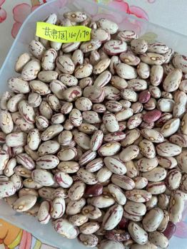 LIGHT SPECKLED KIDNEY BEANS - sjz Darling trading  - China