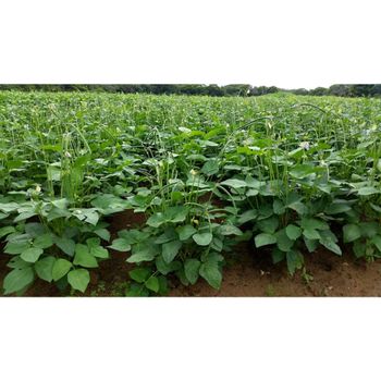 Best quality export for Cow Pea Style Dried Quality Premuim Type White Beans Color Dark green. Shelf Life 2 year Cultivation Type - MN GLOBAL IMPEX - India