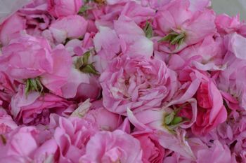 Dried rose flowers Type Organic Shelf Life 2 years Scent Gentle Floral Scent Source Organic, Unsprayed Roses Application Internal And External Use - ALBA GRUPS Ltd. - Bulgaria