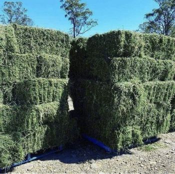 Top Quality Alfalfa Hay for Animal Feeding Stuff Alfalfa / Alfalfa Hay for Sale at Wholesale Price – product photo, Hay products found from trusted suppliers, wholesalers, manufacturers & exporters Listing