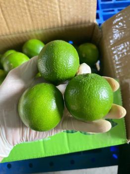 FRESH FRUITS LEMON Grade AA Shelf Life 6 MONTHS Max. Moisture (%) 13 Skin Texture Firm, Smooth Aroma Characteristic Citrus Aroma - AGRO AFRIQUE COMPANY LIMITED - Tanzania