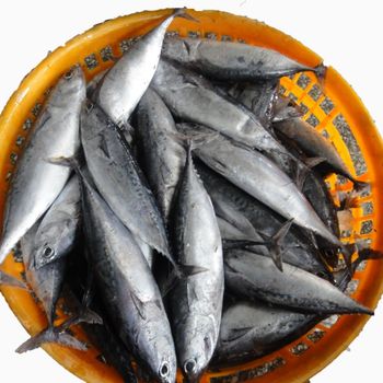 Frozen Tuna Fish Deep Sea Caught Product Offering Exceptional Freshness Preservation And Reliable Bulk Supply - TOSOH INTERNATIONAL - South Africa