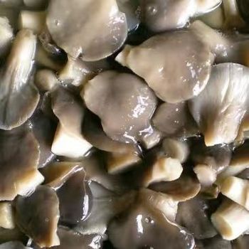 Salted oyster mushrooms Texture Tender Cost Efficiency Cost-effective Color Gray-white To Light Brown Shelf Life Long At Room - Linxi Huichao Agricultural Planting Farm - China