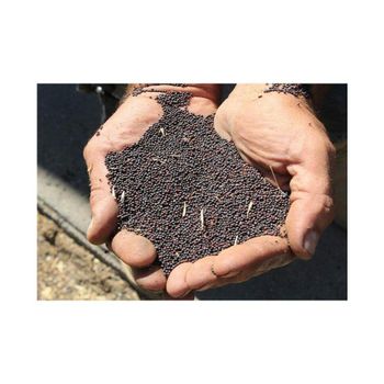 Clean and graded canola seeds offered in wholesale for oil mills and traders - MASI TRADING GMBH - Germany