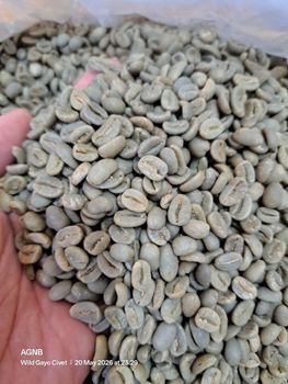 ARABICA GREEN COFFEE BEAN from PT. AGRO GLOBAL NUSANTARA BERKAH ARABICA GREEN COFFEE BEAN - PT. AGRO GLOBAL NUSANTARA BERKAH - Indonesia