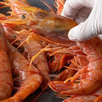 Handpicked Live and Frozen Lobsters Premium Grade Sweet Tender Meat Ideal for Restaurants Hotels Catering Export - PILOTEXPORT IMPORT AND EXPORT LTD - South Africa