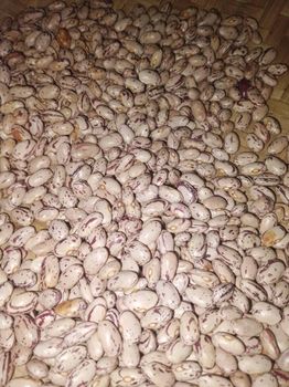 Red Speckled Sugar Beans Grade A Form SOLID Shelf Life 2 YEARS Cultivation Type COMMON Degree of Processing Raw Bean Type Criollo, Forastero, Nacional, Trinitario - BF GLOBAL TRADING (PTY) LTD - South Africa